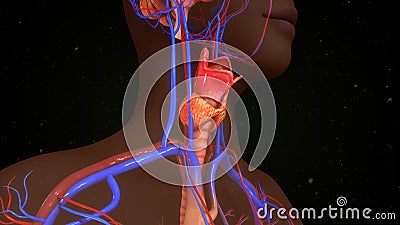 Thyroid gland Stock Photo